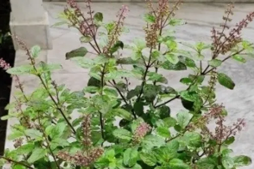 Anti-Inflammatory Activity of Herbal Extract Using Albumin Denaturation Method - Issue cover