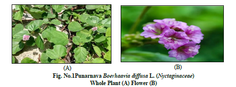 Raktapushpa: A Comprehensive Review of Its Phytochemistry and Therapeutic Potential - Issue cover