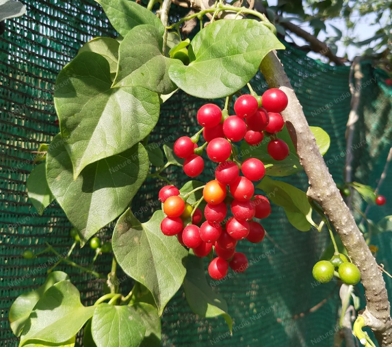 Bioassay-Guided Fractionation of Anti-Inflammatory Alkaloids from Tinospora cordifolia - Issue cover