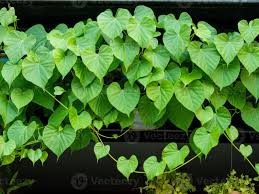 Pharmacognostical Profiling and GC-Ms Analysis of Tinospora Cordifolia Stems for Immunomodulatory Properties - Issue cover