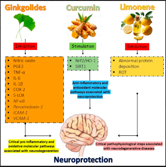 A Systematic Review on The Role of Plant Secondary Metabolites in Combating Neurodegenerative Disorders - Issue cover