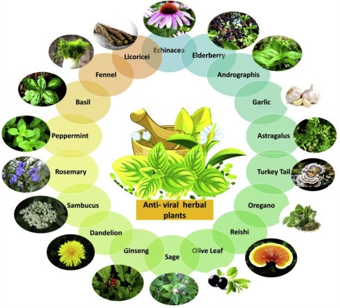 The Revival of Herbal Antivirals: A Pharmacognostic Perspective in the Post-Pandemic Era - Issue cover