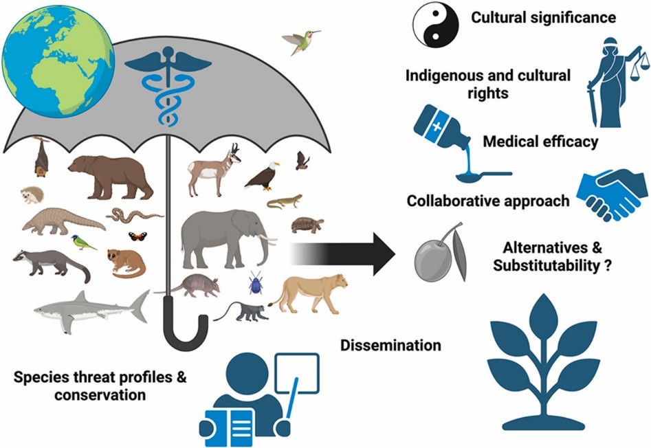 Novel Therapeutic Mediators: The Intersection of Pharmacognosy and Ethnopharmacology - Issue cover