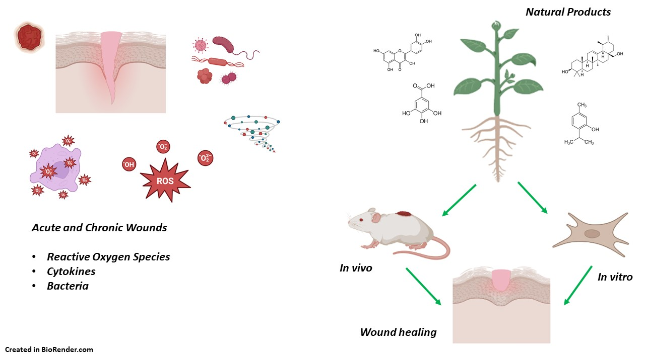 Role of Herbal Drugs in Wound Healing Mechanisms - Issue cover