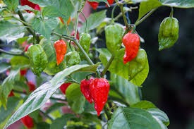 Bhut Jholokia Demystified: Insights into the World’s Hottest Chili - Issue cover