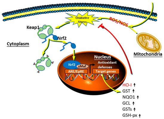 Cover image for Deciphering Pain: A Multidimensional Comprehensive Review of Nociceptive, Neuropathic, and Nociplastic Types, Herbal Supervision Methodology
